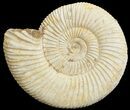 Perisphinctes Ammonite - Jurassic #68202-1